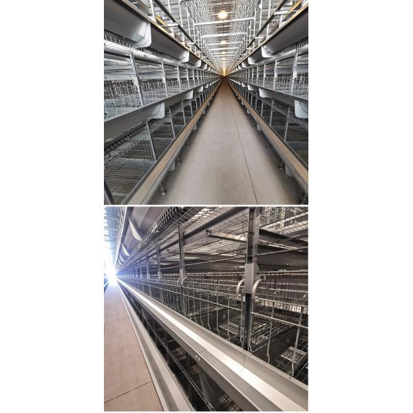 A / H Type Layer Poultry Cages , HDG 54-384 Chicken Egg Laying Machine