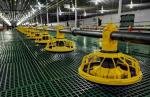 Intelligent Automatic Broiler Feeding System Hopper Poultry Feeder