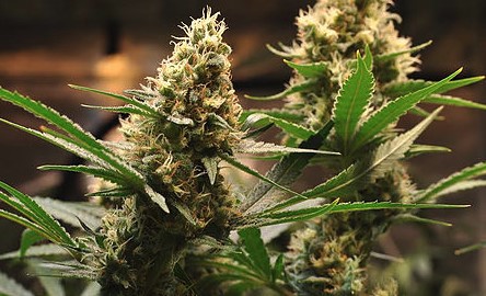 2500W Dimmable LED Grow Lights Durable Longer Lifespan Built In Controller