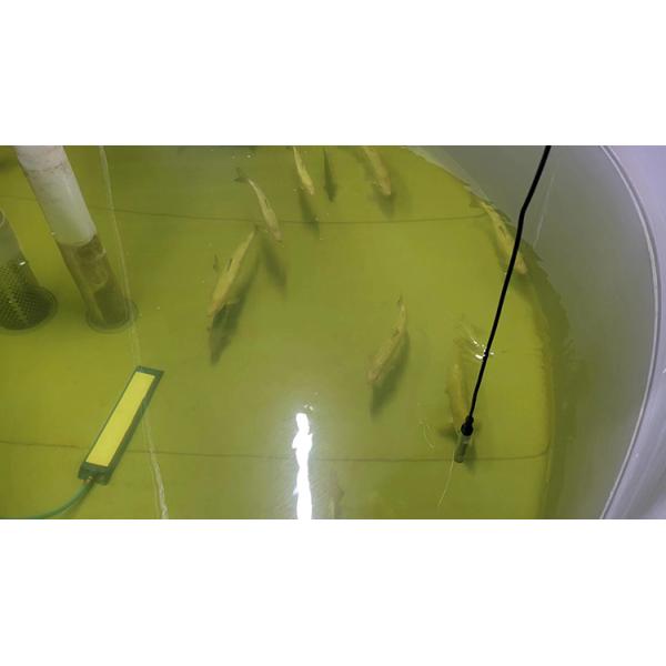 Digital Aquaculture Dissolved Oxygen Meter For Water Online Optical Oxygen Ppm Meter