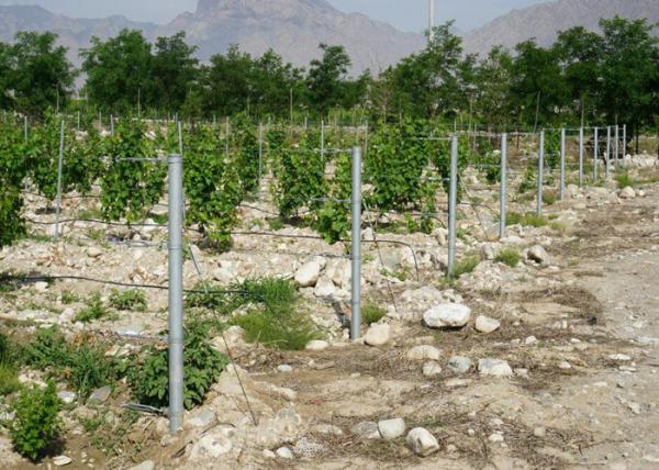 Quality Zinc Coated 275G Metal Line Vineyard Posts With 1.5MM Thickness And Long Life for sale