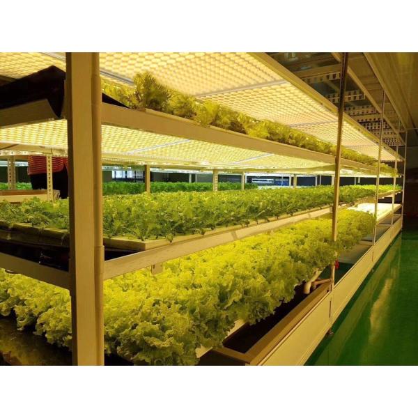 Full Spectrum 2.7umol/J UV LED Grow Lights 120W Waterproof LM301B LED Quantum Panel Board