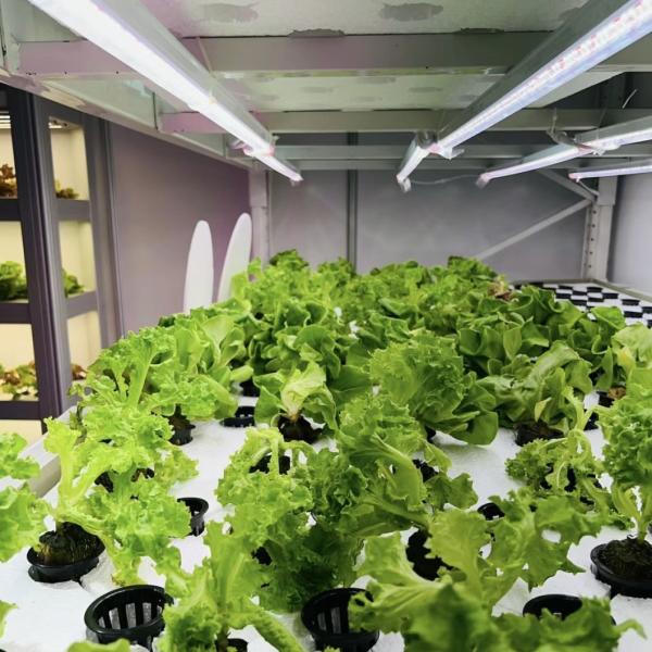 Juxiang Reefer Container Greenhouse