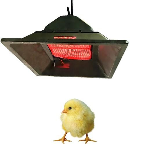 Quality 4 Model Chicken Brooder Gas Heater LPG NG Biogas Gas Brooder In Poultry for sale