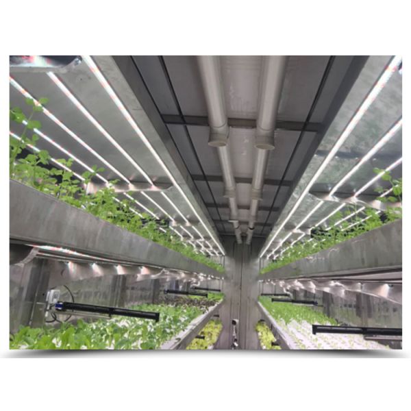 Hydroponic Smart Farming Container Greenhouse for Agriculture 40ft Container