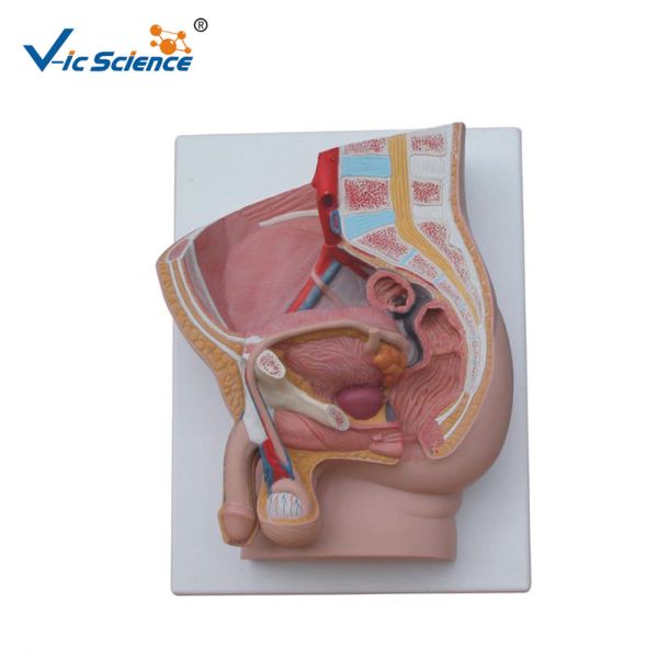 Buy cheap 37cm Hospital Teaching 2 Parts PVC Anatomical Pelvis Model product