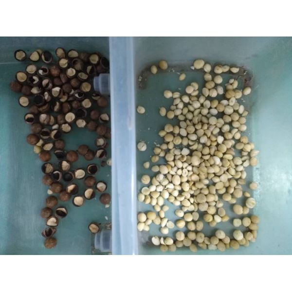 3t/H Sacha Inchi Sorting Machine CE Certificated Intelligent