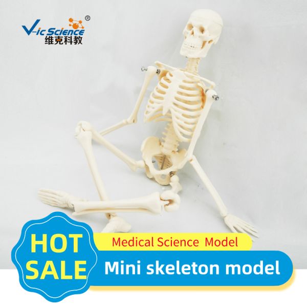 45cm Mini Anatomical Skeleton Model Anatomically Correct Skeleton 3d Model