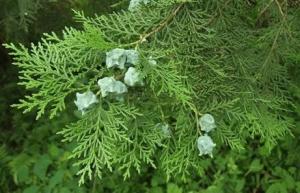 China Chinese Arborvitae Twig Platycladus orientalis L Franco twig and leaves medicinal herbal medicine on sale
