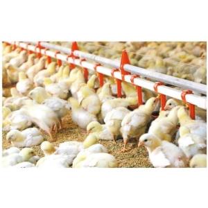 Buy cheap Drinking System Fully Automatic Poultry Drinker , Broiler Chicken Drinker Customized product