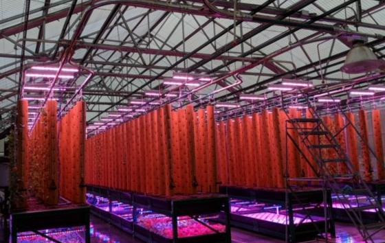 600W Full Spectrum LED Grow Light Bar Aluminum Lamp Body Low Heat