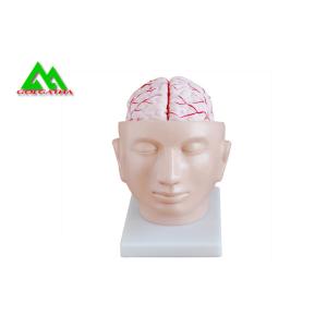 Buy cheap Human Head Section Medical Teaching Models Eco Friendly Allergy Free product