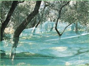 Buy cheap Hdpe Anti UV Olive Harvesting Nets , Agriculture Fruit Collecting Net product