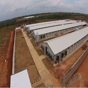 H Beam Steel Structure Poultry House with Q235 Q345 Frame