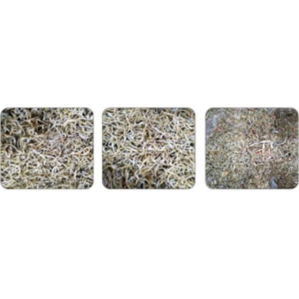 99.9% Accuracy Shrimp Sorting Machine / Seafood Color Sorter Precise Target Positioning