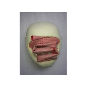 Buy cheap Environmental Friendly PVC Medical Training Simulators Anastomosis Bowel Model product