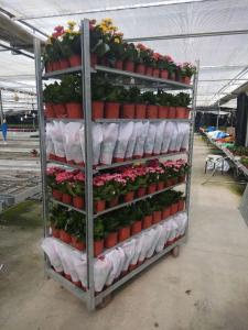 Buy cheap Grow Seeding HDG Danish Flower Trolley W565mm House Plant Shelves product