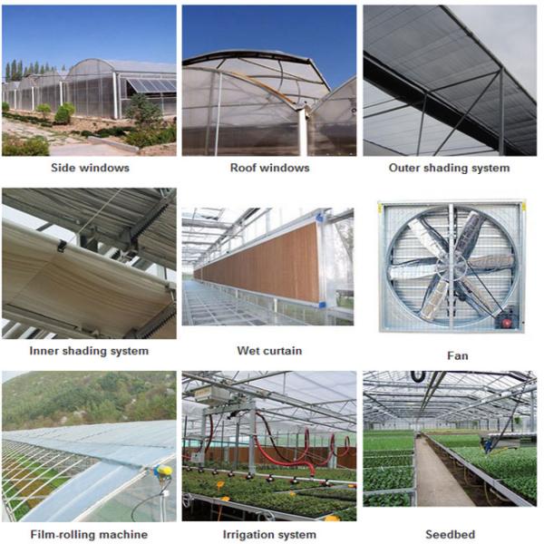 8m Plastic Film Greenhouse