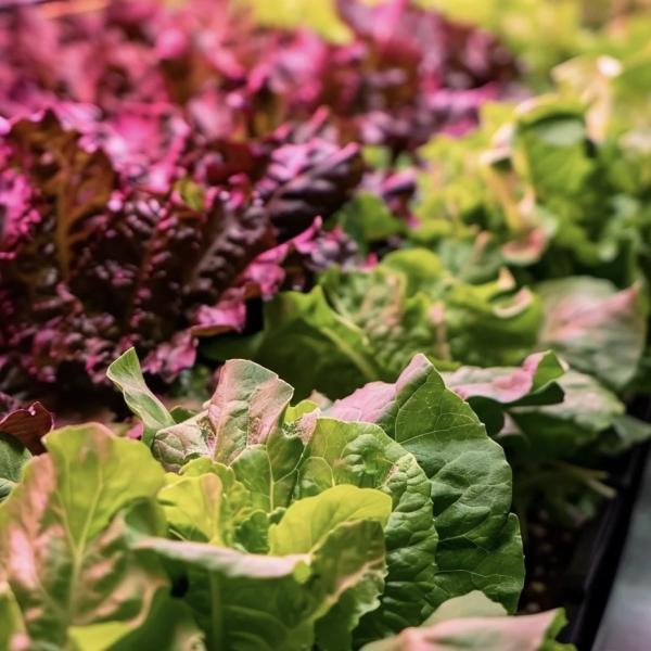 Juxiang Reefer Container Greenhouse