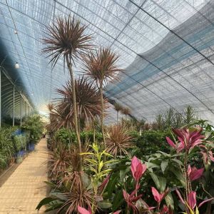 Maximize Your Produce Yield with this Large Hydroponics Vegetable Sunlight