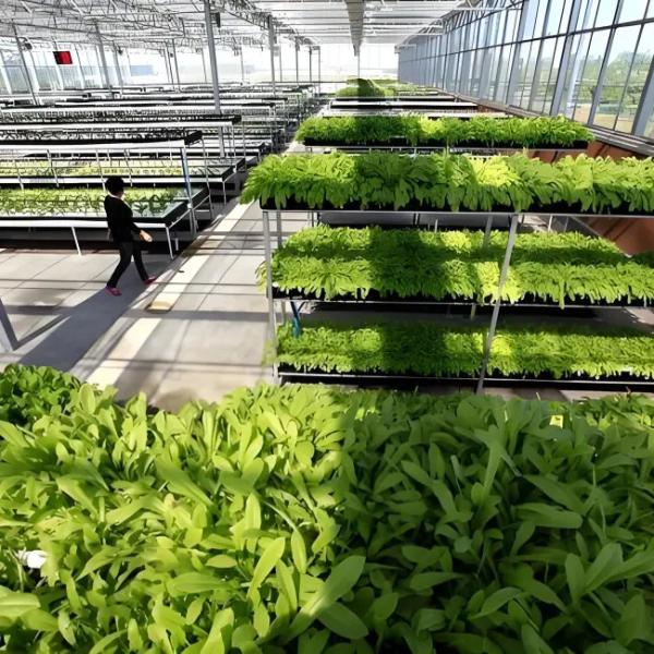 Galvanized Steel Venlo Greenhouse Commercial Polycarbonate Greenhouse With Hydroponic Growing System