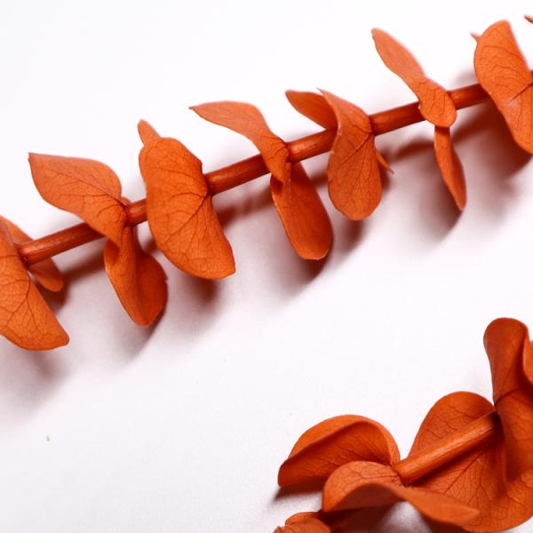 Artificial Dried Eucalyptus Plant , Preserved Silver Dollar Eucalyptus