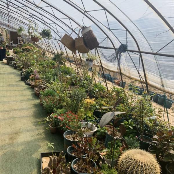 Flower Planting Sparay Irrigation Sunlight Greenhouse