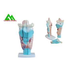 Buy cheap Human Anatomical Medical Teaching Models Plastic Inner Ear Model product