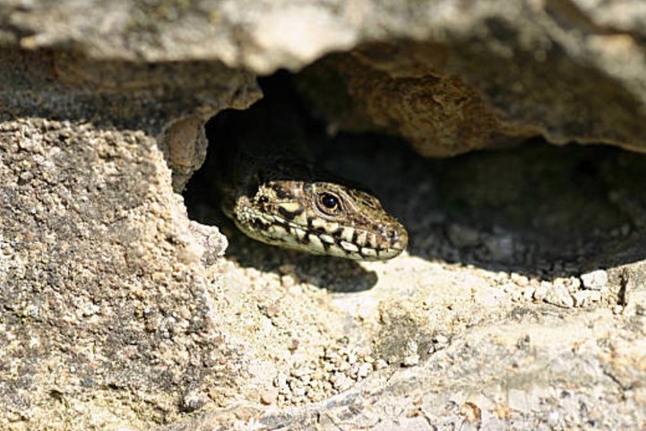 PU Material Reptile Rock Hide Nature Look Corrosion Resistant For Snake