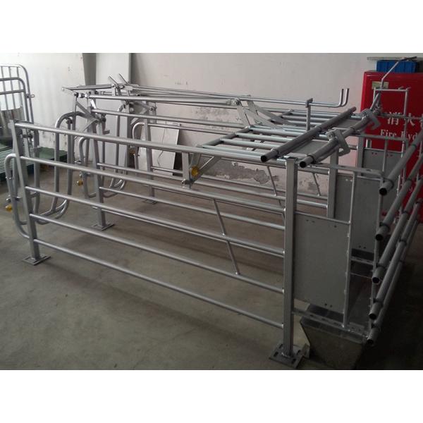 Power Coated Finishing Pig Gestation Crates With Stainless Steel Feeder