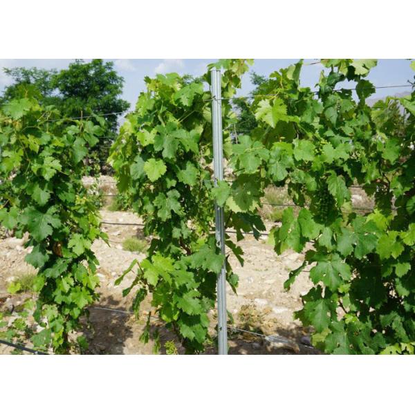 Professional Vineyard Line Posts Steel Grape Stakes With ISO Certificated