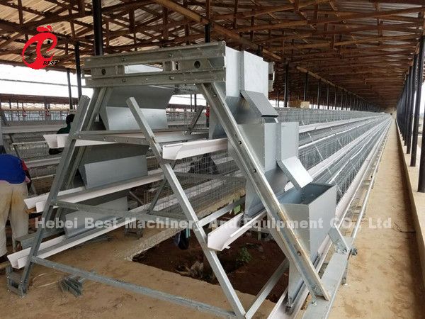 Most Economical Chicken Layer Battery Cage Poultry Farming For 5000/10000/20000 Birds Star