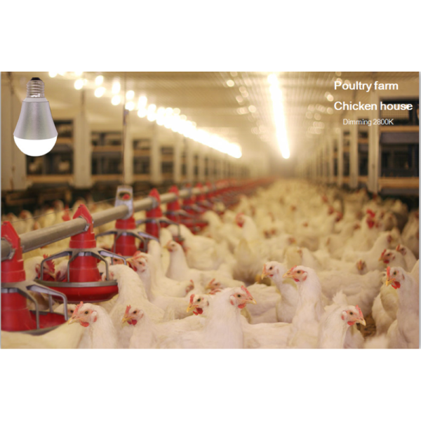 Chicken Farm Waterproof LED Illumination Lights Dimmable 9W