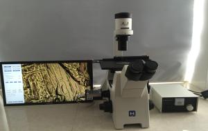 Buy cheap Trinocular Inverted Biological Microscope For Research Cell Culture product