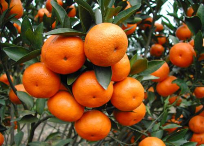 Foliar Spray Amino Acids Used In Agriculture Vegetable Origin Minimum 40%