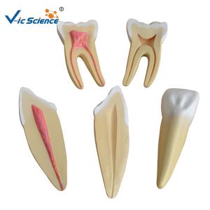 Buy cheap 19x16x11cm Dental Study Models product