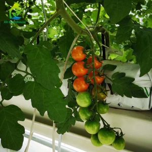 Vertical Soilless Gardening Systems Soilless Hydroponic Growing Equipment