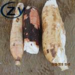 Stainless Steel 304 Cassava Peeling And Washing Machine Tapioca Making