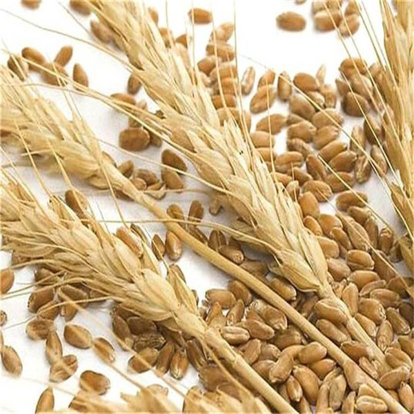 Mobile Circulation 10m3 11000m3/H Batch Grain Dryer