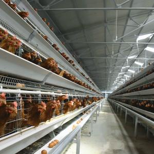 Buy cheap 3-10 Layer Poultry Cage For Chicken U Type Hot Galvanized Steel Stand product
