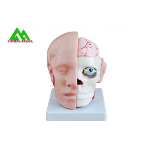 Human Head Section Medical Teaching Models Eco Friendly Allergy Free
