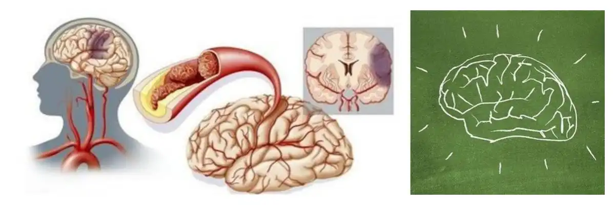 product-1-1 Gastrodia Elata Extract Gastrodin Powder