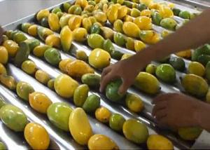 Buy cheap Advanced Dried Mango Processing Machine / Commercial Mango Drying Machine product
