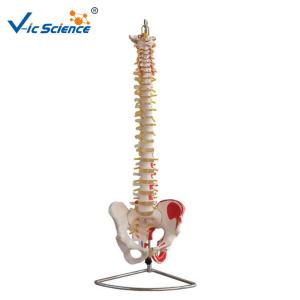 Buy cheap Life Size 9kgs 80x32x39cm Anatomical Skeleton Model product