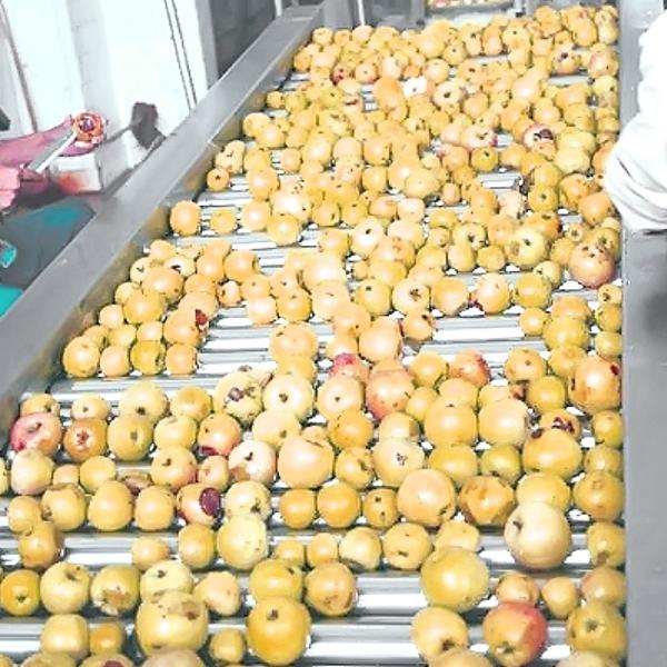 Vegetable / Fruit Processing Equipment With Automated Sorting System CE / ISO9001