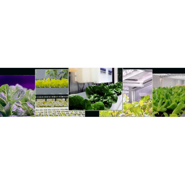 High Humidity Vertical Farming Hydroponic Container Greenhouse For Vegetables