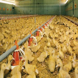 Fully Automated Modular Steel Construction Fireproof Prefab Farm Buildings