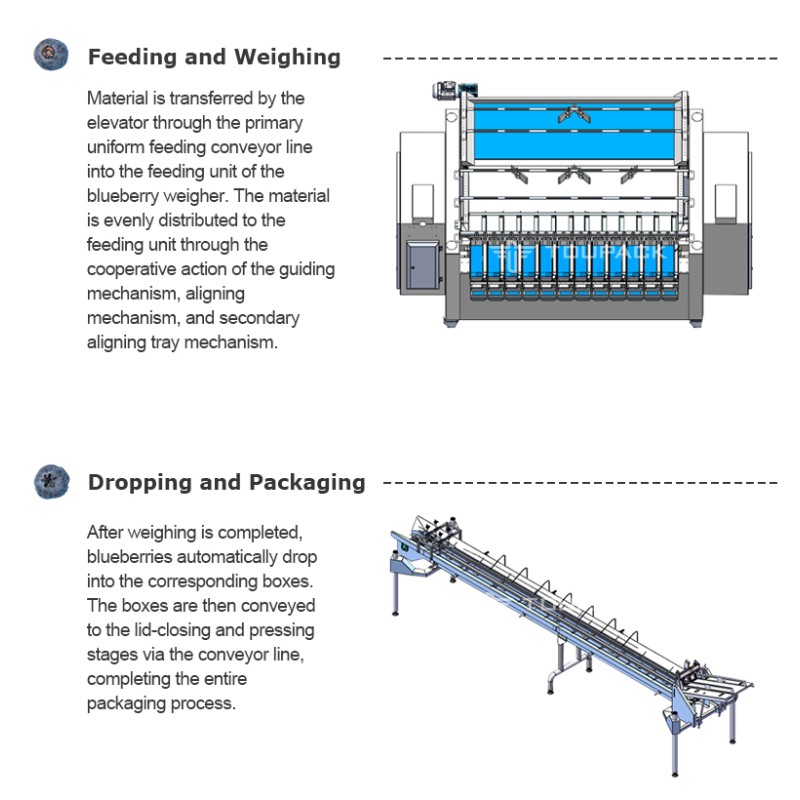 Fruit Tray Sealing Packaging Line | With Automatic Tray Denester & Fruit Linear Weigher