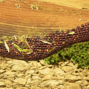 Buy cheap Latest Material Best Quality Olive Net Manufacturer product