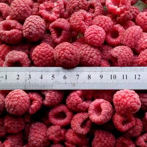 Buy cheap New Season Iqf Frozen Raspberry Raspberry Whole Raspberry Crumble Raspberry 95/5 Extra product